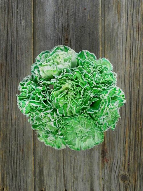 GREEN TINTED CARNATIONS